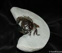 D Prepped Fossil Crab Pulalius From Washington #456-3
